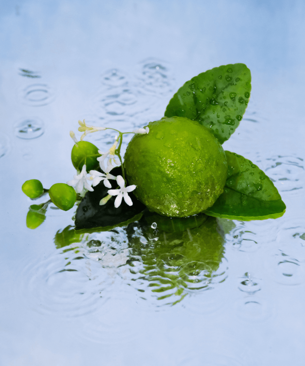 JARDIN SICILIEN - Image 4